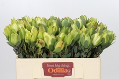 Leucadendron Discolor 50cm