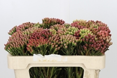 Brunia Laevis Red 50cm