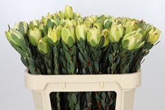 Leucadendron Discolor 70cm