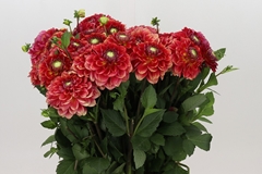 Dahlia Salmon Society 50cm