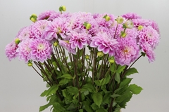 Dahlia Sweet Love 60cm