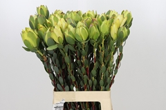 Leucadendron Discolor 70cm