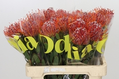 Leucospermum Scarlet Ribbon 60cm