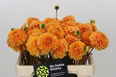 Dahlia Sylvia 60cm
