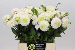 Dahlia White Isa 45cm