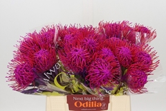 Leucospermum Painted Cerise 40cm