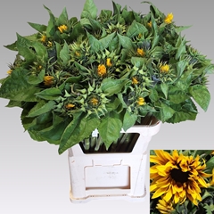 Helianthus Ziggy 80cm