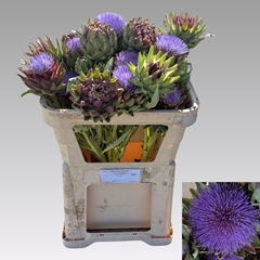 Cynara Green Globe 65cm