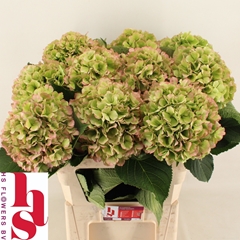 Hydrangea White Verena Classic 80cm 20-22cm Hd