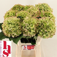 Hydrangea White Verena Classic 60cm 16-18cm Hd