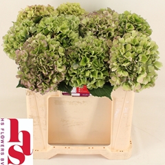 Hydrangea Royal Benefit Classic 50cm 15-17cm Hd