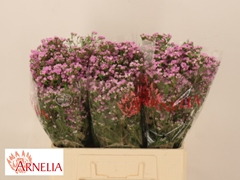 Chamelaucium Pirouette 60cm 25gr.