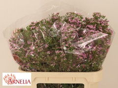 Chamelaucium Pirouette 70cm 70gr.