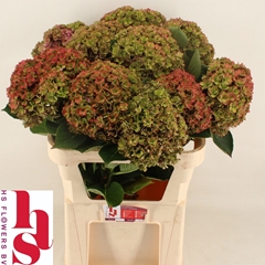Hydrangea Royal Kiss Classic 80cm 20-22cm Hd