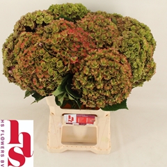 Hydrangea Royal Kiss Classic 60cm 18-20cm Hd