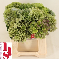 Hydrangea Royal Benefit Classic 40cm 14-16cm Hd