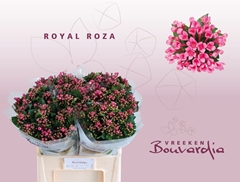 Bouvardia Single Royal Roza 60cm