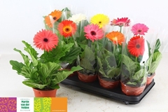 Gerbera Mix 12Ø 30cm