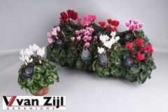 Cyclamen Mini Garden 10Ø 20cm