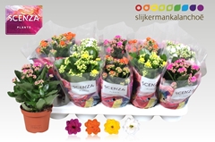 Kalanchoe Double Mix 12Ø 21cm