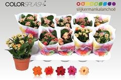 Kalanchoe Double Mix 10Ø 20cm