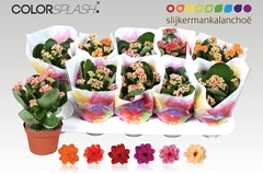 Kalanchoe Double Mix 10Ø 20cm
