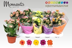 Kalanchoe Double Mix 10Ø 23cm