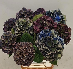 Hydrangea Royal King Classic 60cm 14-16cm Hd