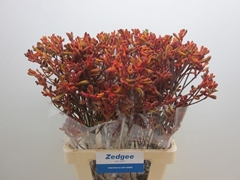Anigozanthos Sienna Gold 70cm