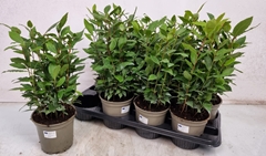 Laurus 14Ø 40cm