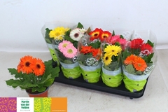 Gerbera Mix 12Ø 25cm