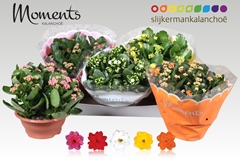 Kalanchoe Double Mix 23Ø 25cm