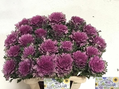Brassica Crane Queen 60cm