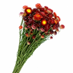 Helichrysum Orange Per Bunch 50cm