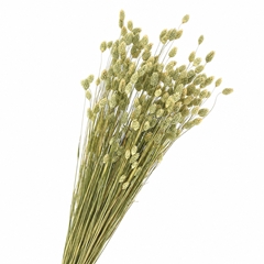 Phalaris Natural Per Bunch 50cm