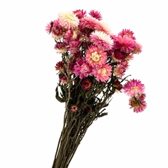 Helichrysum Pink Per Bunch 50cm