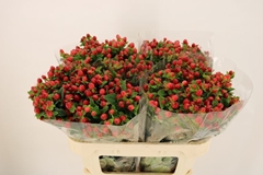 Hypericum Magical Triumph 70cm