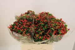 Hypericum Magical Triumph 60cm