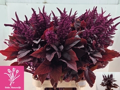 Amaranthus Cruentus Velvet 100cm