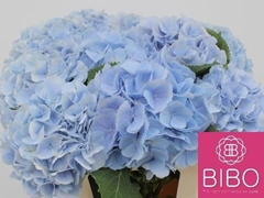 Hydrangea Verena Blue 60cm 18-20cm Hd
