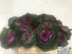 Brassica Red Crane 50cm