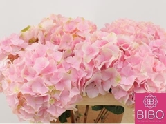 Hydrangea Verena 60cm 18-20cm Hd