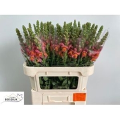 Antirrhinum Avignon Deep Orange 75cm