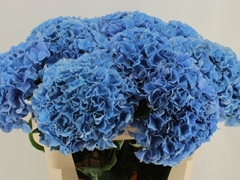 Hydrangea Royal Parade 60cm 18-20cm Hd