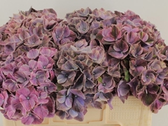 Hydrangea Sweet Ruby 50cm 13-15cm Hd