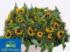 Helianthus Sunrich Orange 60cm 12cm Hd
