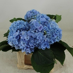 Hydrangea Verena Blue 40cm 12-14cm Hd