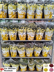 Chrysanth Mixed 19Ø 40cm