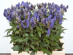 Aconitum Carmichaelii Arendsii 100cm