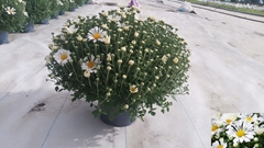 Chrysanth Leba 19Ø 30cm